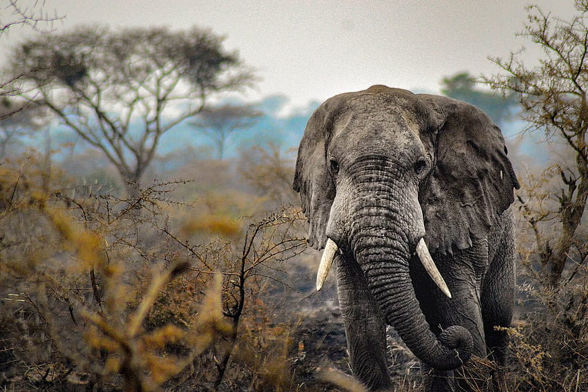 Africa Big 5 Animals in Uganda â¢ Safari Game â¢ Destination Guide, Big Five HD wallpaper